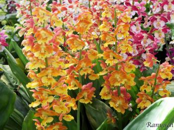 エビネ 蘭裕園 Ranyuen