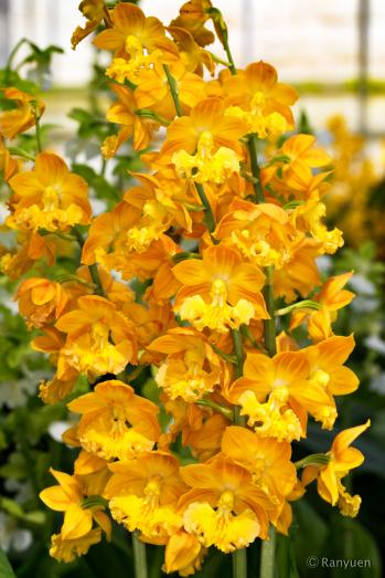 エビネ 蘭裕園 Ranyuen