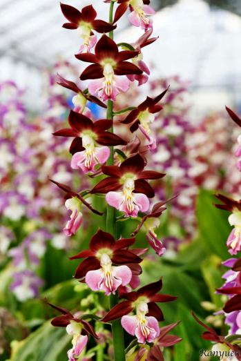 エビネ 蘭裕園 Ranyuen