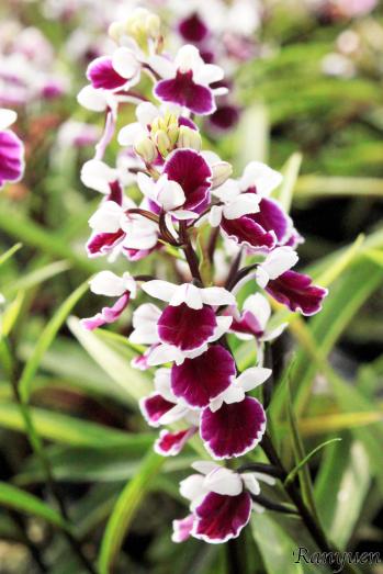 アワチドリ・夢ちどり 蘭裕園 Ranyuen