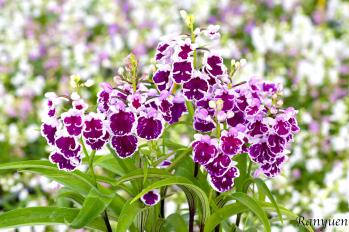 アワチドリ・夢ちどり 蘭裕園 Ranyuen