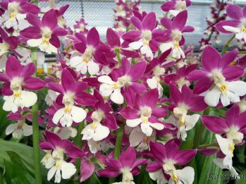 エビネ 蘭裕園 Ranyuen