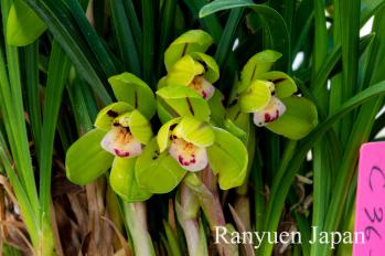 春蘭 蘭裕園 Ranyuen