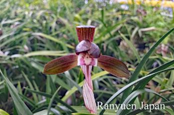 Cymbidium goeringii Ranyuen