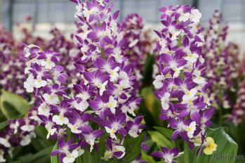 エビネ 蘭裕園 Ranyuen