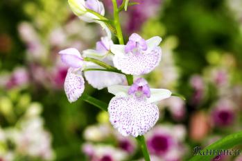 アワチドリ・夢ちどり 蘭裕園 Ranyuen
