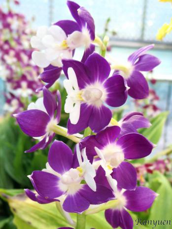 エビネ 蘭裕園 Ranyuen