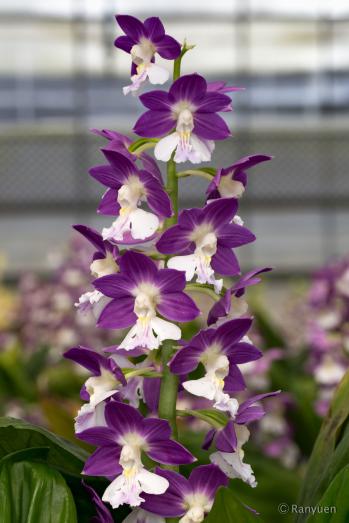 エビネ 蘭裕園 Ranyuen