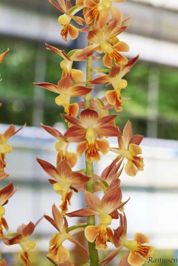 エビネ 蘭裕園 Ranyuen