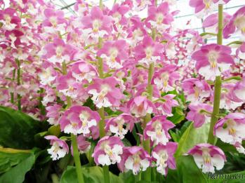 エビネ 蘭裕園 Ranyuen