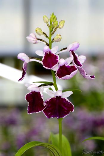 アワチドリ・夢ちどり 蘭裕園 Ranyuen