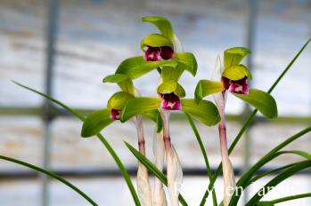 春蘭 蘭裕園 Ranyuen