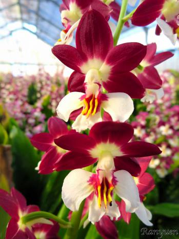 エビネ 蘭裕園 Ranyuen