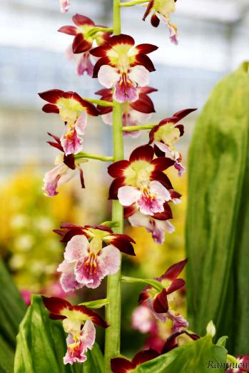 エビネ 蘭裕園 Ranyuen