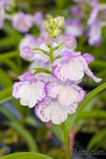 アワチドリ・夢ちどり 蘭裕園 Ranyuen