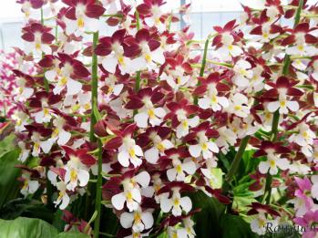 Calanthe Ranyuen