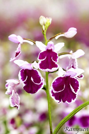 アワチドリ・夢ちどり 蘭裕園 Ranyuen