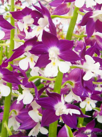 エビネ 蘭裕園 Ranyuen