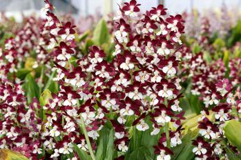 エビネ 蘭裕園 Ranyuen