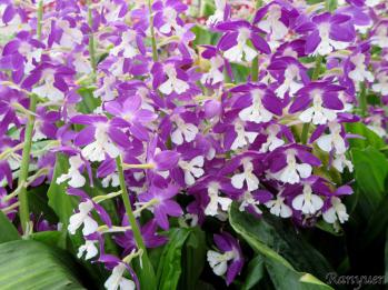 エビネ 蘭裕園 Ranyuen