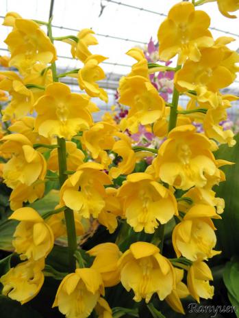 エビネ 蘭裕園 Ranyuen