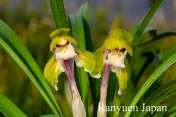 春蘭 蘭裕園 Ranyuen