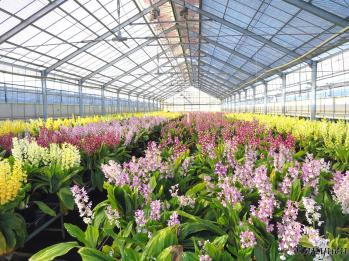 エビネ 蘭裕園 Ranyuen