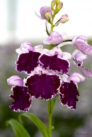 アワチドリ・夢ちどり 蘭裕園 Ranyuen