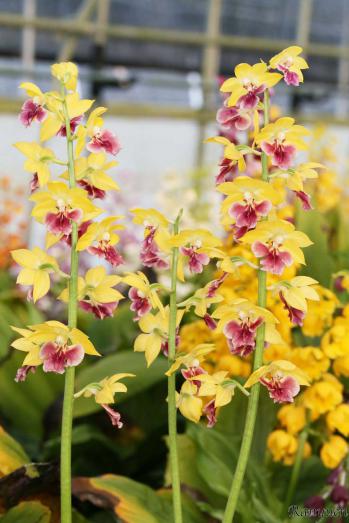 エビネ 蘭裕園 Ranyuen