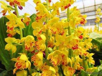 エビネ 蘭裕園 Ranyuen