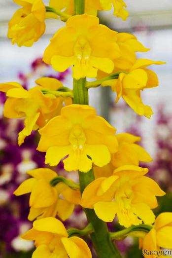 エビネ 蘭裕園 Ranyuen