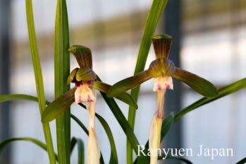 春蘭 蘭裕園 Ranyuen