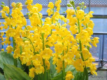 エビネ 蘭裕園 Ranyuen