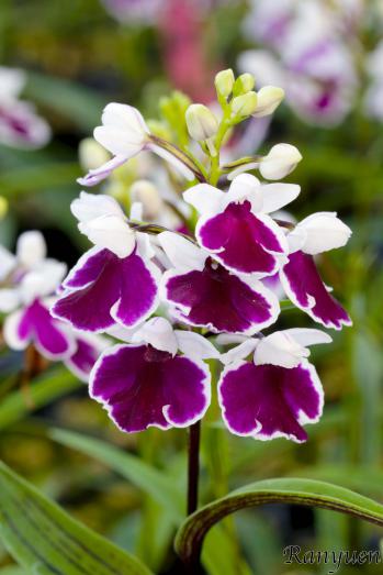 アワチドリ・夢ちどり 蘭裕園 Ranyuen