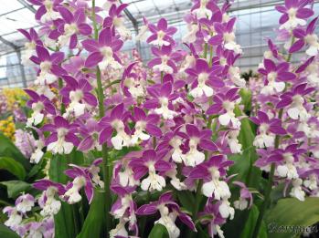 エビネ 蘭裕園 Ranyuen