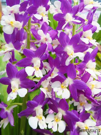 エビネ 蘭裕園 Ranyuen