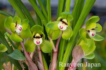 春蘭 蘭裕園 Ranyuen