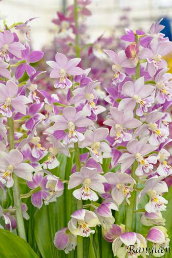 Calanthe Ranyuen