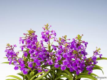 アワチドリ・夢ちどり 蘭裕園 Ranyuen