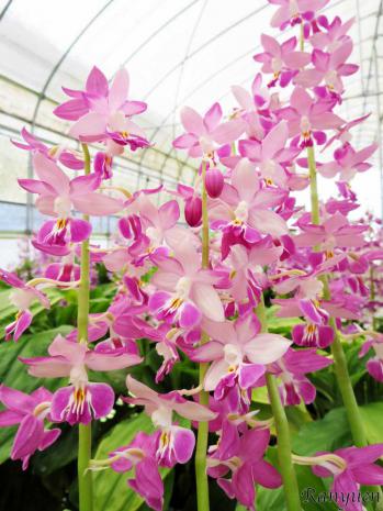 エビネ 蘭裕園 Ranyuen