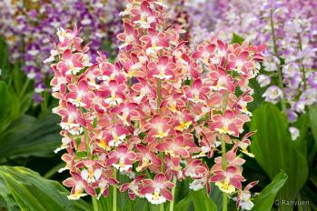 エビネ 蘭裕園 Ranyuen