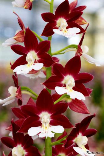 エビネ 蘭裕園 Ranyuen