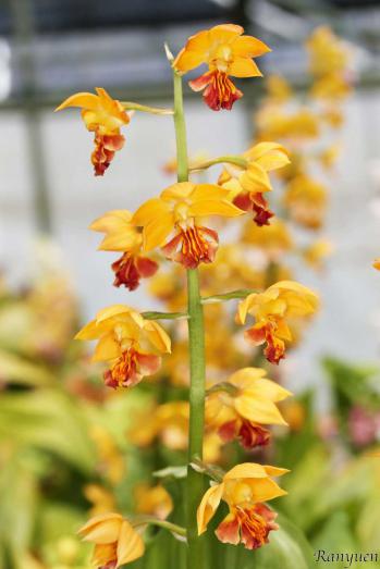 エビネ 蘭裕園 Ranyuen