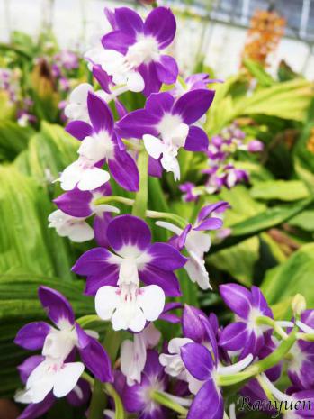 エビネ 蘭裕園 Ranyuen