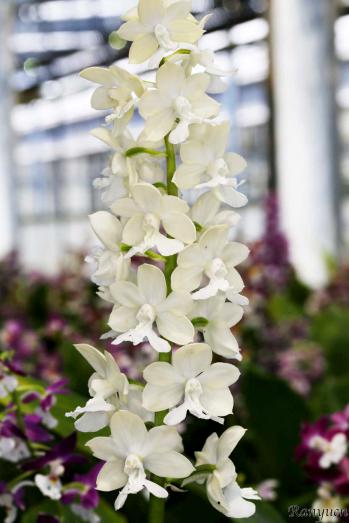 エビネ 蘭裕園 Ranyuen