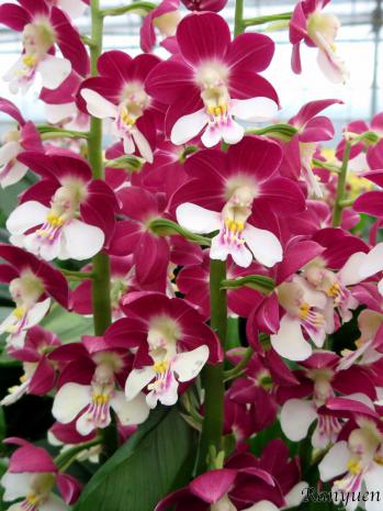 エビネ 蘭裕園 Ranyuen