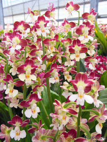 エビネ 蘭裕園 Ranyuen