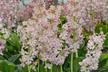 エビネ 蘭裕園 Ranyuen