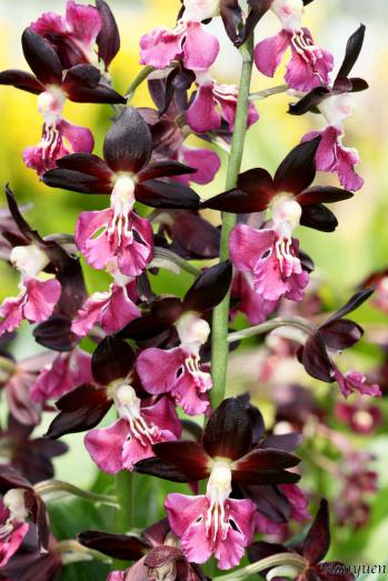 エビネ 蘭裕園 Ranyuen