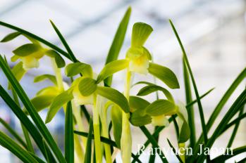 春蘭 蘭裕園 Ranyuen